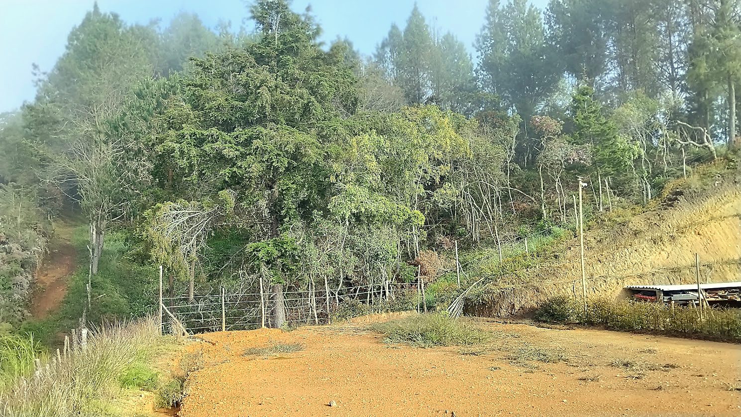 Bosque y vegetación del lote junto a una explanación