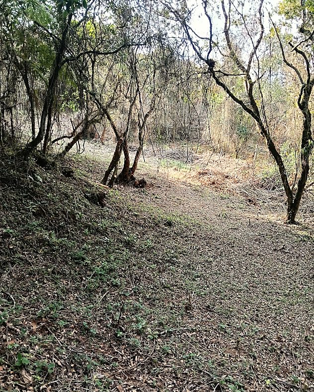 Zona abierta y plana dentro del bosque