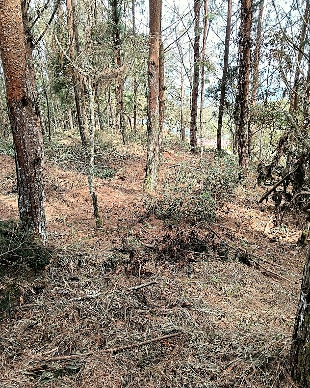 Interior del bosque con suelo limpio