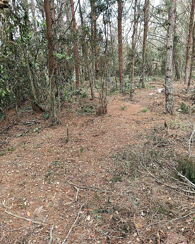 Bosque con sotobosque limpio